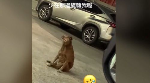 愛的魔力轉圈圈？　狗狗坐著一直轉！網友喊「要進化了」