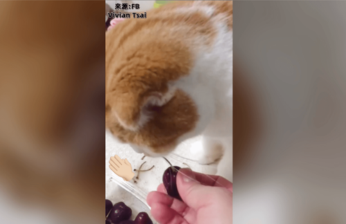 厲害了！萌貓變身「櫻桃拔梗器」　這個奴才太幸福