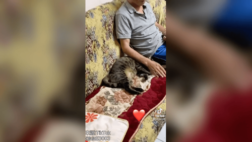 一開始不要不要　現在愛到不要不要　萌貓這招收服老爸的心
