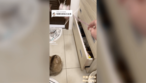 這是什麼招喚術　拿出這一支　神奇衣櫃竟蹦出貓咪