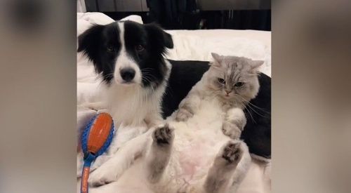 避嫌？貓咪倚著狗狗坐相親相愛　結果媽媽一講「這三個字」瞬間彈開