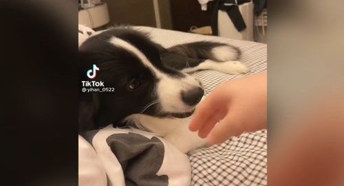 「就跟你說了別碰」 邊境牧羊犬森七七但媽媽硬要