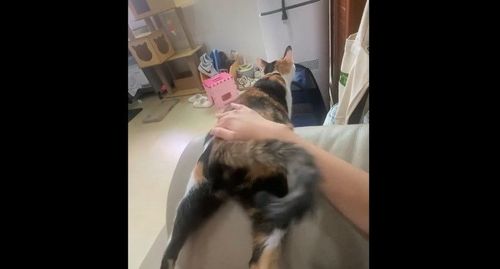 鏟屎官伺候主子拍屁屁 喵皇尾巴爽搖「繼續保持」