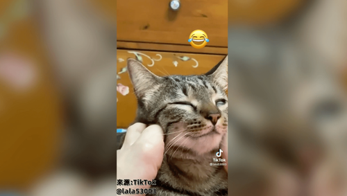 用腳幫萌貓按摩臉 小虎斑竟爽到翻白眼 網笑「有鹹魚的味道」