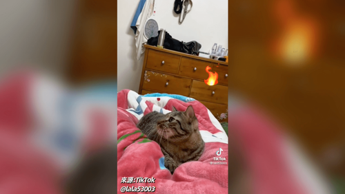 胖貓死守「人腿抱枕」 奴才腳快廢了「拜託放我走」