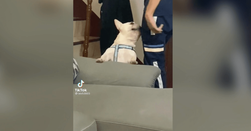 有牠等門好幸福　主人回家法鬥都會笑成這樣