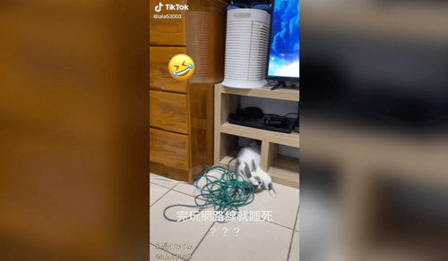 這個睡姿太誇張 萌貓完美詮釋累翻了倒頭栽躺平