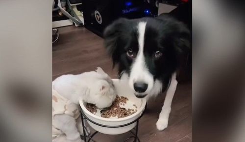 「重口味的喵喵」吃牠的飼料　狗狗毫不在意網友讚「懂得分享」