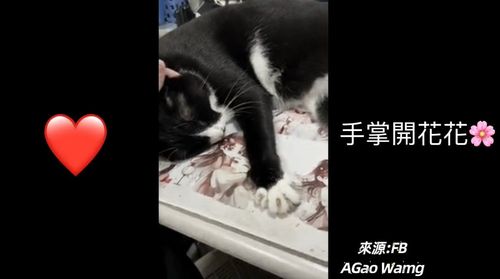 Give Me Five！　貓咪超聽話「開掌花」玩上癮