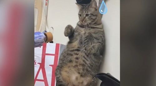 賞貓掌在演哪齣? 大膽貓奴!竟用「這一根」對著貓皇