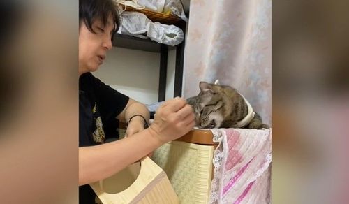 母愛!每餐一顆顆親餵貓皇 媽媽喊送養其實「刀子嘴豆腐心」