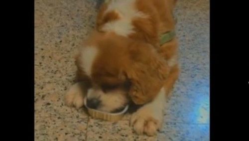 到底有多餓？　查理士小獵犬猛舔餐盒模樣超萌