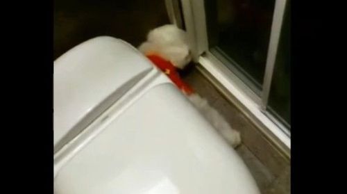 給你拍拍手!馬爾濟斯學會開門 飼主:應該教他開金庫了