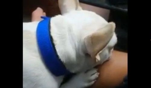 是在吹低音號嗎？　法鬥睡得香甜連打呼聲都好萌