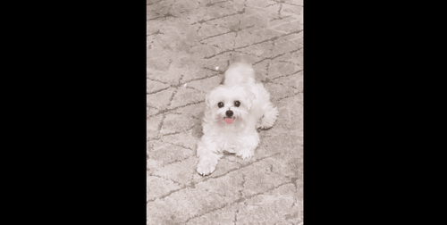 毛小孩最怕這兩個字　主人一喊秒逃變臉森七七