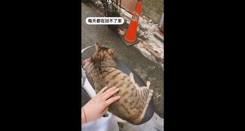 胖貓霸佔機車睡死 刺青妹又拍又捏叫不醒