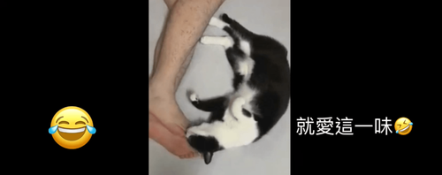 用頭狂蹭 傲嬌喵星人謎樣動作愛上鏟屎官的腳香味