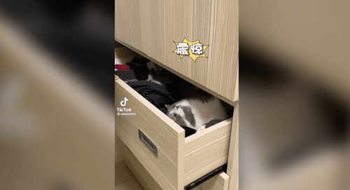 偷睡的秘密基地被發現啦　喵皇驚恐嚇呆臉笑翻網友