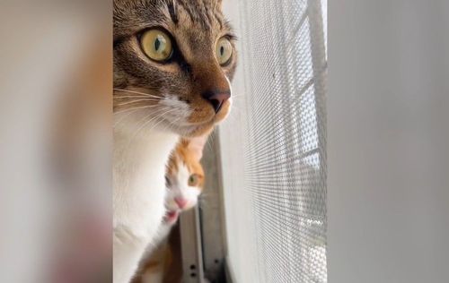 對窗外小鳥品頭論足? 2貓傳電報密語竟是想捕獵