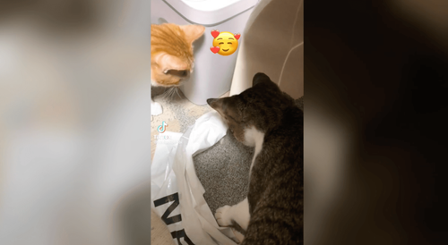 喵星人看不下去了 出手幫鏟屎官清貓砂 網笑「簡直幫倒忙」