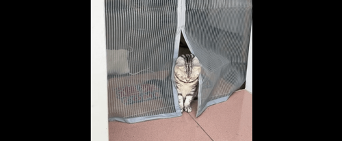 貓咪界憂鬱小生 網友母愛噴發「要抱緊處理」