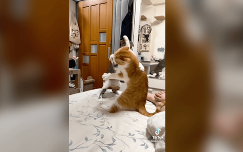 喵咪擂台賽 這貓太威猛竟把對手打到四腳朝天