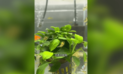 熱門河豚圖鑑來了　這一品種至少4萬起跳　甚至有錢還買不到