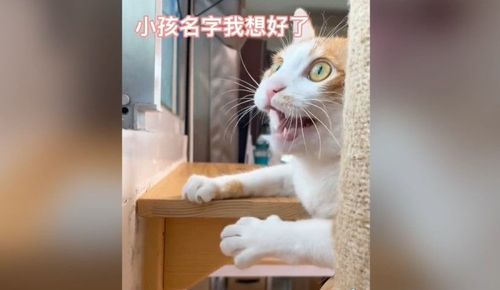 情竇初開？牠手舞足蹈狂飆喵星語　網友笑死「還沒認識就已想到那麼遠」