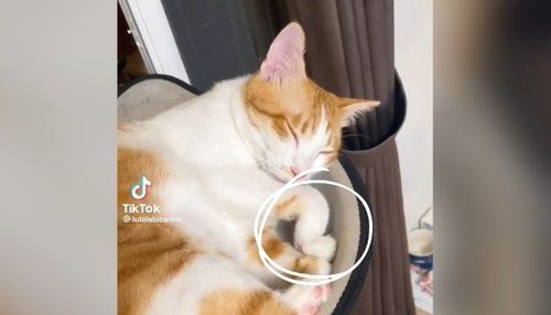 驚！貓咪呼嚕嚕睡得超香甜　但這個手手是怎麼回事不痛嗎？
