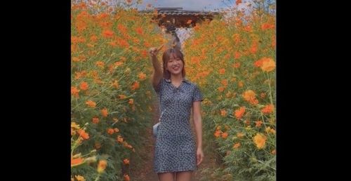 超夢幻!正妹帶遊波斯菊花海 網友愛上了「好美的景色」