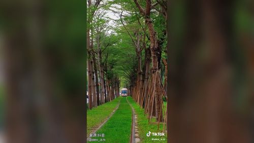 超可愛的豆豆龍列車 我們一起搭乘去尋找豆豆龍吧!