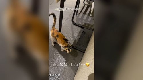 奴才該放飯了吧！　萌貓不斷賣萌撒嬌裝可愛想A肉泥騙罐罐