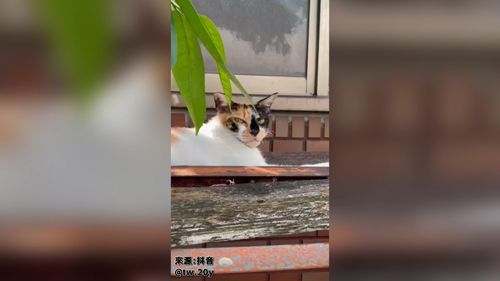 貓皇當古惑仔打架被咬出一個大洞 讓奴才好心疼呀!