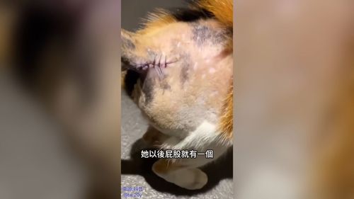 貓也知道醫院餐很難吃？　出院回家用龍捲風式進食吃完一個罐罐	