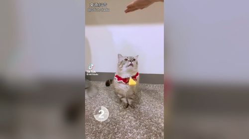 萌貓拍片抓住那一瞬間　是不是私下偷偷在練習？ 