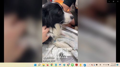 毛小孩到野外猛灌溪水结果水中毒 把主人吓到六神无主