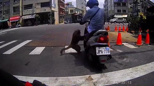 高雄山賊當街搶劫!「猴爪功」突襲女騎士影片曝光 網友看傻:無法教化