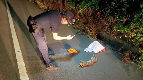 苗9線首起石虎路殺　眼未閉命喪雙黃線