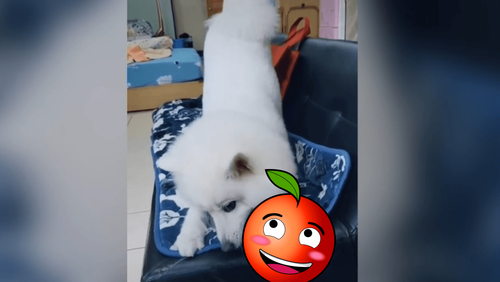 狐狸犬對「這一個」情有獨鍾 為了咬沙發下的它差點卡住超可愛