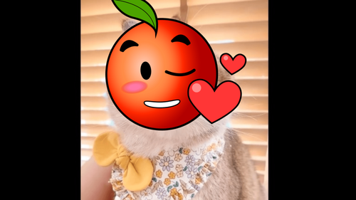 「代替月亮來萌翻你」　喵星人變身滿月兔！網友喊「好魔幻」