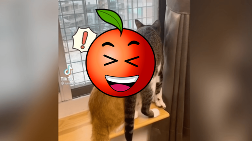 2貓擠窗前賞鳥　下一秒牠竟抬腳做這事！網友笑噴水