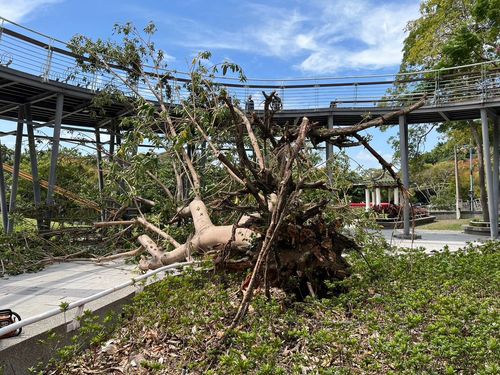 台中9級強風將大樹「連根拔除」 鰲峰公園3遊客遭壓傷送醫