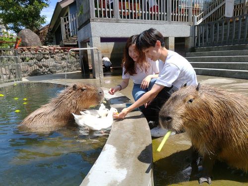 線上旅展|宜蘭親子萌寵飯店限時優惠45折 每人最低2247元即可入住