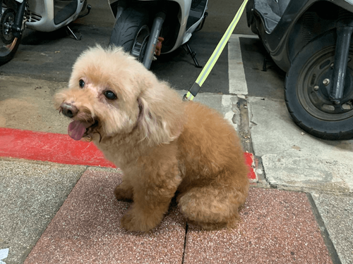 紅貴賓偷溜出門逛大街 北市警助毛孩重回主人懷抱