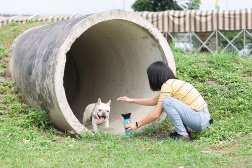 屏東毛小孩沒打狂犬病疫苗已罰3件 明山區巡迴施打快把握