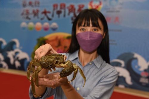 苗栗啖蟹好時機 吃益生菌隻隻肥美有膏、還有「環環」正身