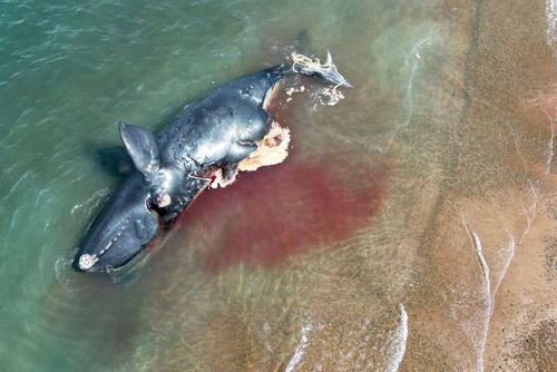 血染海灣之謎 阿根廷13露脊鯨接連死亡