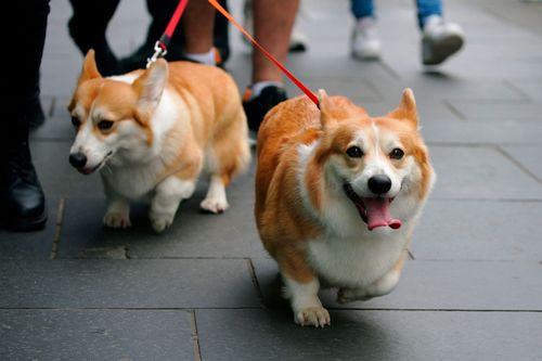 女王柯基犬黑历史!咬邮差、咬同伴 女王曾被咬到缝3针