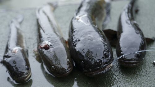 台東活水湖外來種魚強勢繁殖　游泳高手號召「清鱧行動」