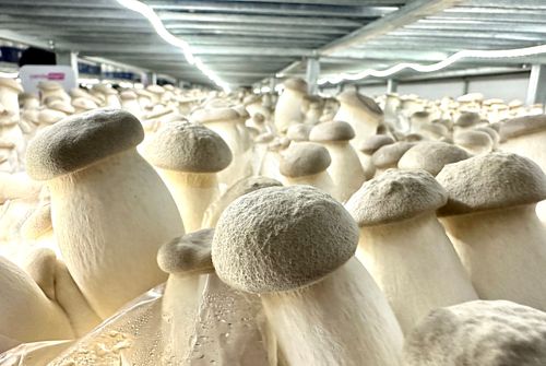 熊貓把關｜線上超市產地直送　一天20台3噸半送「菇菇」